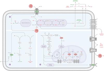Mechanistic insights into the biological activity of S-Sulfocysteine in CHO cells using a multi-omics approach
